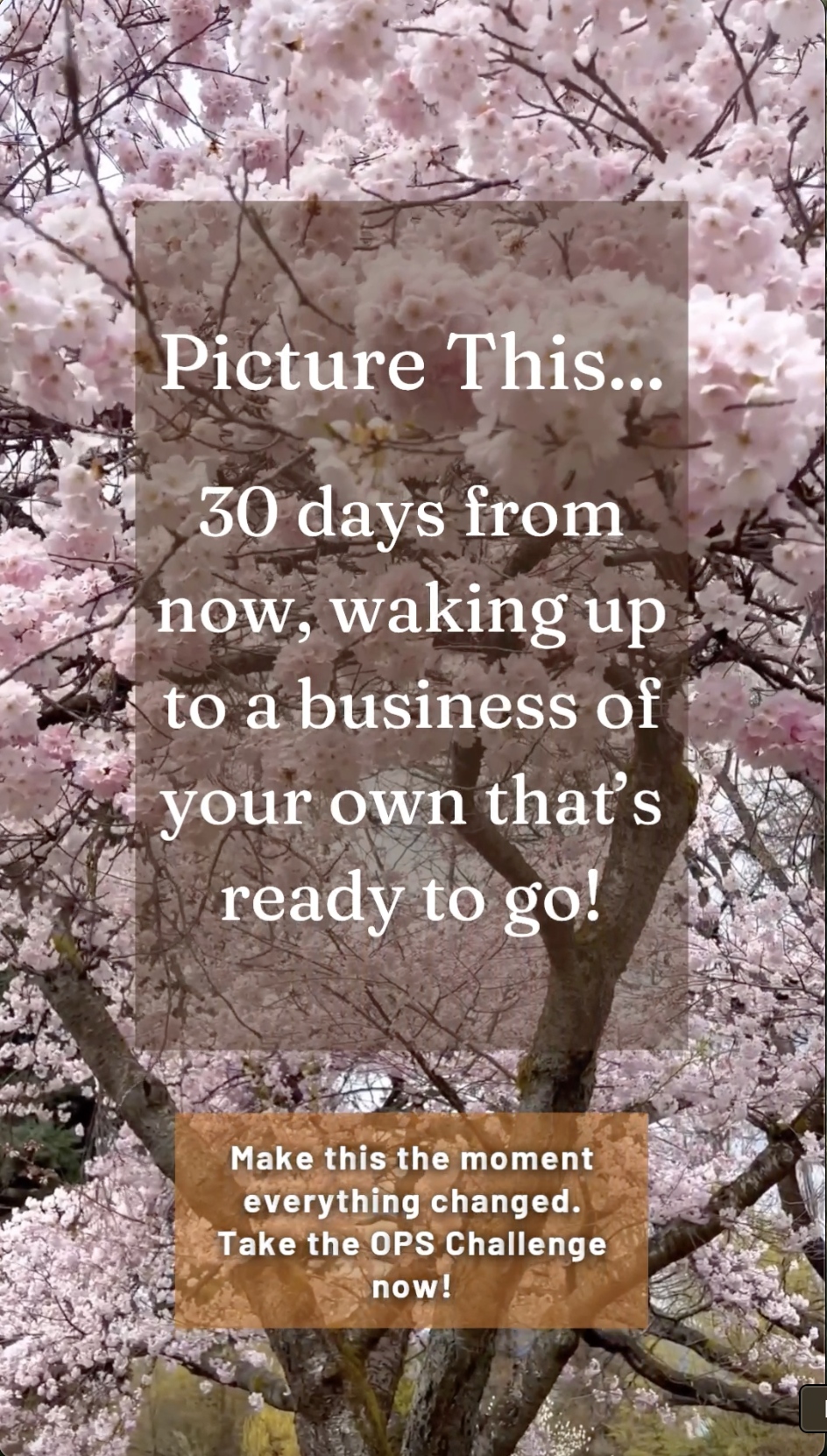 Cherry Blossom for Home Page
